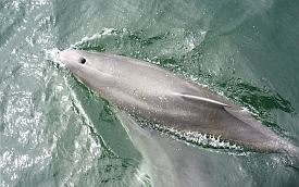 Dolphin Watching in the Shannon Estuary
